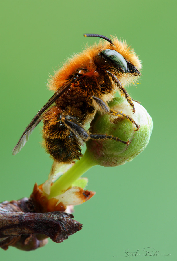 Osmia caerulescens M (Apidae Megachilinae)